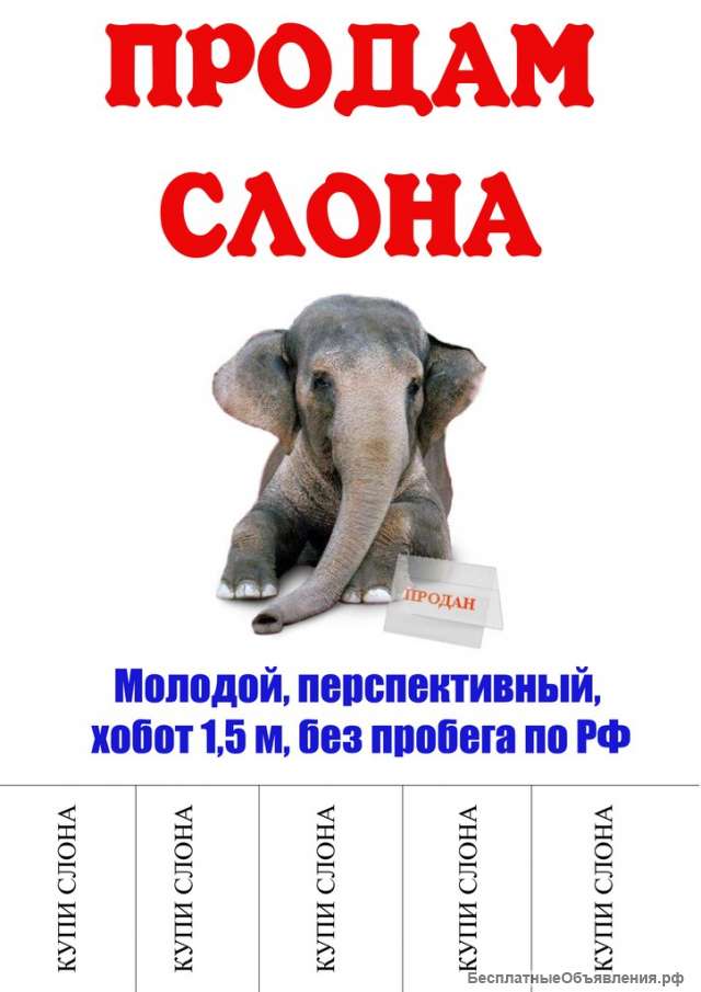 С таким настроением ты слона. Анекдоты про слона смешные. Продам слона. Доклад про слона. Слон в рекламе.